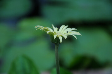Obraz premium flower