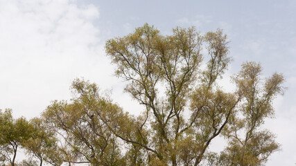 Copas de árboles secos