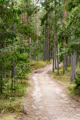 The road through the pine forest in summer near the resting place