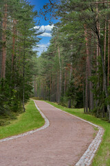 Fototapeta na wymiar The road through the pine forest in summer near the resting place