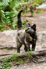 A wild spotted cat walks through the forest with its tail raised