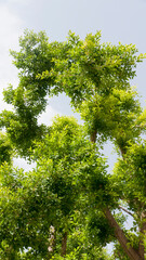 Copas de árboles con hojas verdes