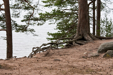 The roots of trees on the surface of the soil among the stones