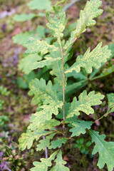 Green oak leaves, a young tree begins to grow in the forest