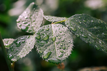 Close up view of water drops on green leaves after the rain