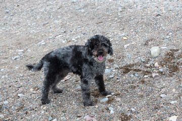 Cute open-mouthed young cockapoo dog with grey and black coat standing unleashed on beach