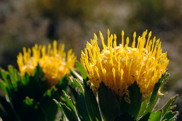 Close-up of two yellow pincushion protea flowers in full bloom, with blurred background. Species:...