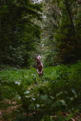 dog breed weimaraner running and playing in the forest of the french brittany of La forêt de Brocéliande