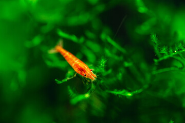 Big fire red or cherry dwarf shrimp with green background in fresh water aquarium tank.