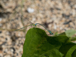 葉の上で連結するイトトンボ