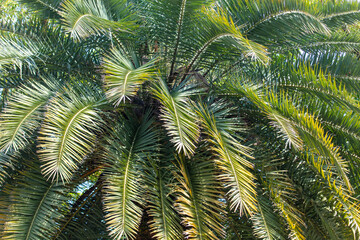 Green leaves of a palm tree