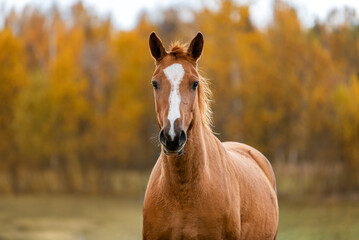 Portrait of Don breed horse in autumn. Russian golden horse.