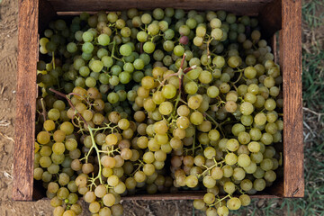 Top view close up of wooden crate with fresh picked white grapes from vine branches during wine harvest season in vineyard for further high quality wine production,