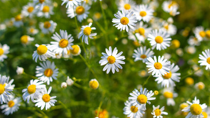 Beautiful chamomile flowers in nature.