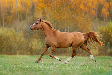 Don breed horse running on the field in autumn. Russian golden horse.