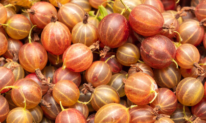 Ripe gooseberry berries as background.