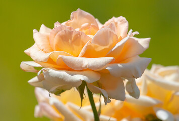 Fototapeta na wymiar Pink rose flower in summer.