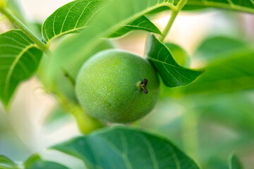 Walnut on tree branches in summer.