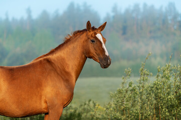 Fototapeta premium Portrait of Don breed horse on a foggy morning. Russian golden horse.