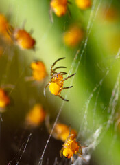 Close-up of small yellow spiders in nature.