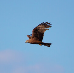 Eagle in flight against the blue sky.