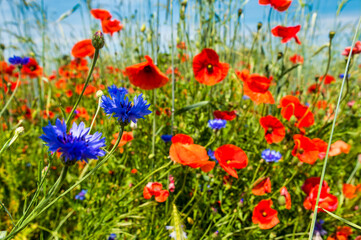 Mohn und Kornblumen