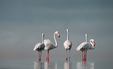Wild african birds.  Flock of pink african flamingos  walking around the blue lagoon on the...