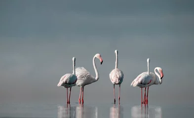 Fototapeten Wild african birds.  Flock of pink african flamingos  walking around the blue lagoon on the background of bright sky on a sunny day. © Yuliia Lakeienko