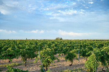 Fototapeta na wymiar Winemaking vineyard fields