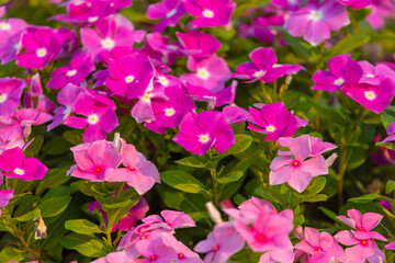 Red flowers in the park