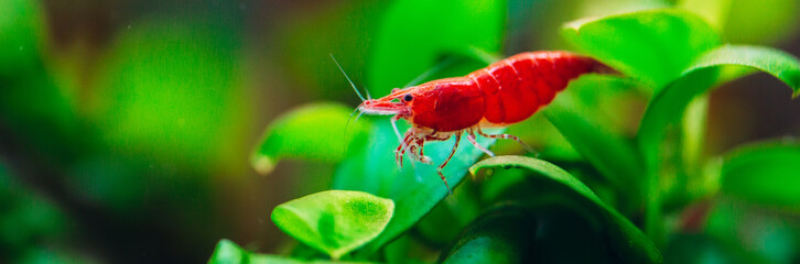 Big fire red or cherry dwarf shrimp with green background in fresh water aquarium tank.