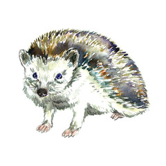 South african hedgehog standing side view, hand painted watercolor illustration
