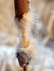Fluff on the reeds in nature.