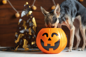 Halloween Dog,happy holiday,funny puppy looking for a treat in a pumpkin,pet food,veterinary clinics