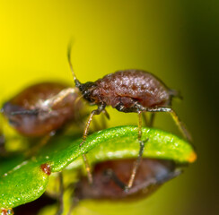 Aphids on a leaf of a tree.