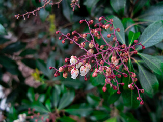 Flowers in the garden