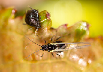 Aphid with wings on a leaf of a tree.