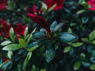 Red flower