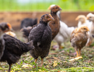 Portrait of a little chicken on the farm.