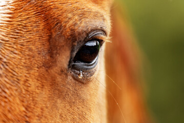 Eye of crying horse with a tear