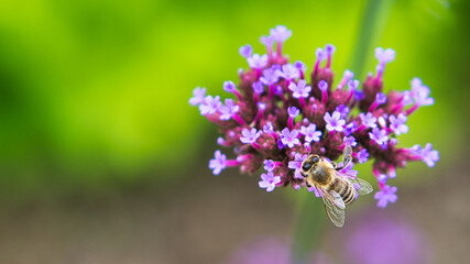 close up of a blossom of a beautiful flower. detailed single shot
