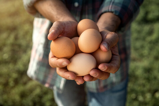 Close up of farmer is showing fresh eggs laid at the moment by ecologically grown hens in barn of countryside agricultural farm. Concept of agriculture, bio and eco farming, bio food products.