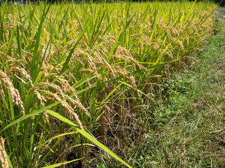 新米のシーズン