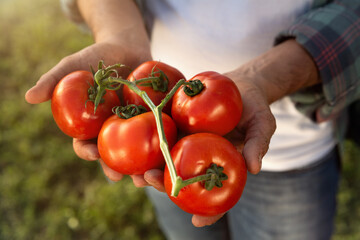 Close up of farmer is showing rip fresh red tomatoes harvested at the moment on countryside field...