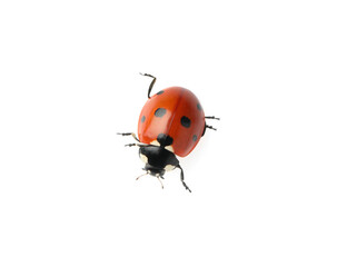 Beautiful red ladybug isolated on white, top view