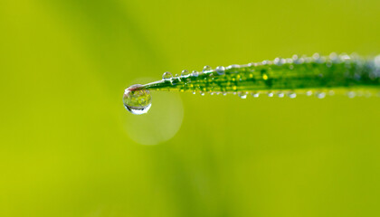 Water drops on green grass.