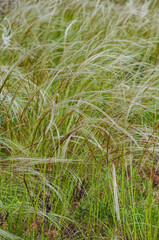 Summer background from field tall grass feather grass. Steppe plant Stipa close-up, nature outdoors