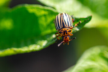 Close-up of Colorado potato beetle on potato leaves.