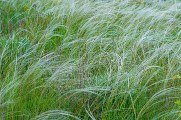 Summer background from field tall grass feather grass. Steppe plant Stipa close-up, nature outdoors
