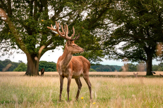 deer in a field © Aaron & Wera